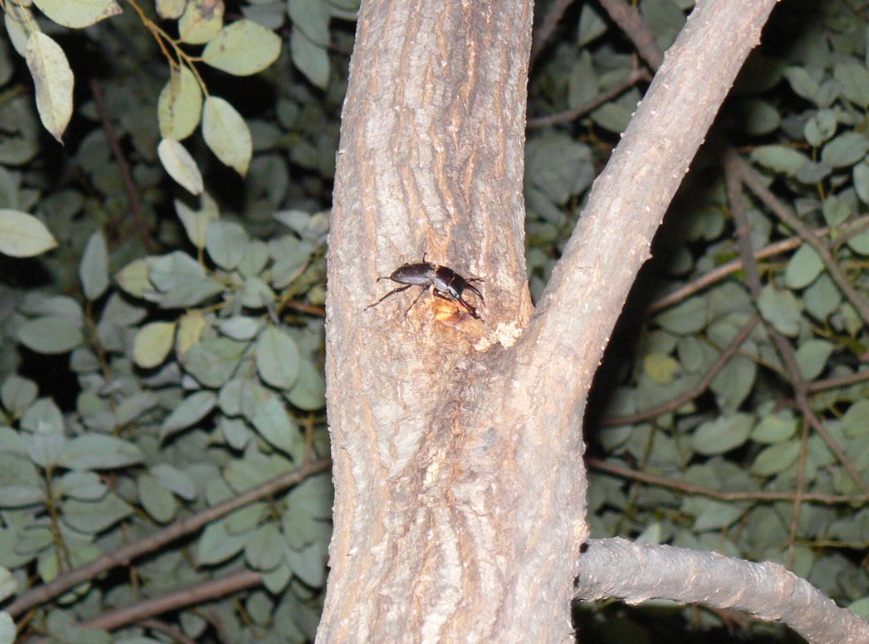 ヤナギ林のその他のヤナギ_10月 もう一つの洞の上の樹液にきたコクワガタ_201003_19-10